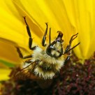 Red-tailed Bumble Bee